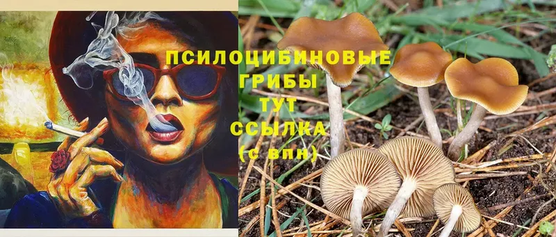 Псилоцибиновые грибы Psilocybine cubensis  blacksprut как зайти  Балей 